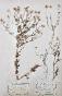 Botanical - 19th Herbarium Board - Dried plants - Corymbifera 20