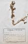 Botanical - 19th Herbarium Board - Dried plants - Corymbifera 20