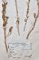Botanical - 19th Herbarium Board - Dried plants - Corymbifera 21