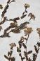 Botanical - 19th Herbarium Board - Dried plants - Corymbifera 21