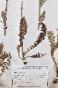 Botanical - 19th Herbarium Board - Dried plants - Corymbifera 25