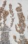 Botanical - 19th Herbarium Board - Dried plants - Corymbifera 28