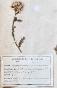 Botanical - 19th Herbarium Board - Dried plants - Corymbifera 29