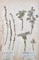 Botanical - 19th Herbarium Board - Dried plants - Corymbifera 30