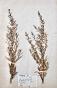 Botanical - 19th Herbarium Board - Dried plants - Corymbifera 31