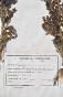 Botanical - 19th Herbarium Board - Dried plants - Corymbifera 34