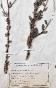 Botanical - 19th Herbarium Board - Dried plants - Corymbifera 35