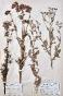 Botanical - 19th Herbarium Board - Dried plants - Corymbifera 37