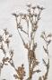 Botanical - 19th Herbarium Board - Dried plants - Corymbifera 37