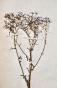 Botanical - 19th Herbarium Board - Dried plants - Corymbifera 40