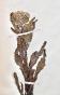 Botanical - 19th Herbarium Board - Dried plants - Corymbifera 42