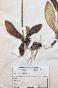 Botanical - 19th Herbarium Board - Dried plants - Corymbifera 43