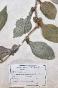 Botanical - 19th Herbarium Board - Dried plants - Corymbifera 44