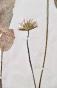 Botanical - 19th Herbarium Board - Dried plants - Corymbifera 45
