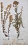 Botanical - 19th Herbarium Board - Dried plants - Corymbifera 46