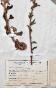 Botanical - 19th Herbarium Board - Dried plants - Corymbifera 46