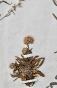 Botanical - 19th Herbarium Board - Dried plants - Corymbifera 48