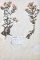 Botanical - 19th Herbarium Board - Dried plants - Corymbifera 50