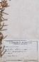 Botanical - 19th Herbarium Board - Dried plants - Corymbifera 51