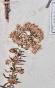 Botanical - 19th Herbarium Board - Dried plants - Corymbifera 51