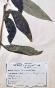 Botanical - 19th Herbarium Board - Dried plants - Corymbifera 52
