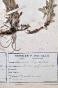 Botanical - 19th Herbarium Board - Dried plants - Corymbifera 53