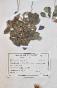 Botanical - 19th Herbarium Board - Dried plants - Corymbifera 54