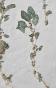 Botanical - 19th Herbarium Board - Dried plants - Primulaceae 1