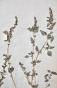 Botanical - 19th Herbarium Board - Dried plants - Primulaceae 3