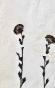 Botanical - 19th Herbarium Board - Dried plants - Primulaceae 9