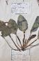 Botanical - 19th Herbarium Board - Dried plants - Primulaceae 10