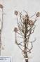 Botanical - 19th Herbarium Board - Dried plants - Primulaceae 10