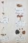 Botanical - 19th Herbarium Board - Dried plants - Primulaceae 14