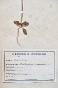 Botanical - 19th Herbarium Board - Dried plants - Primulaceae 14