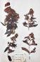 Botanical - 19th Herbarium Board - Dried plants - Primulaceae 15