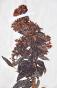 Botanical - 19th Herbarium Board - Dried plants - Primulaceae 15