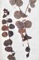 Botanical - 19th Herbarium Board - Dried plants - Primulaceae 16
