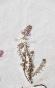 Botanical - 19th Herbarium Board - Dried plants - Primulaceae 17