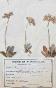 Botanical - 19th Herbarium Board - Dried plants - Primulaceae 18