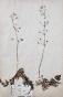 Botanical - 19th Herbarium Board - Dried plants - Primulaceae 19