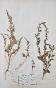 Botanical - 19th Herbarium Board - Dried plants - Primulaceae 20