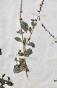 Botanical - 19th Herbarium Board - Dried plants - Primulaceae 23