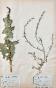 Botanical - 19th Herbarium Board - Dried plants - Primulaceae 24
