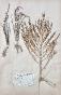 Botanical - 19th Herbarium Board - Dried plants - Primulaceae 25