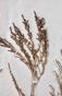 Botanical - 19th Herbarium Board - Dried plants - Primulaceae 26
