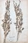 Botanical - 19th Herbarium Board - Dried plants - Primulaceae 29