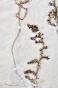 Botanical - 19th Herbarium Board - Dried plants - Primulaceae 30
