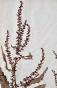 Botanical - 19th Herbarium Board - Dried plants - Primulaceae 33
