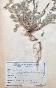 Botanical - 19th Herbarium Board - Dried plants - Primulaceae 38