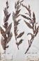 Botanical - 19th Herbarium Board - Dried plants - Persicaria